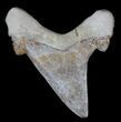 Serrated Auriculatus Shark Tooth - Dakhla, Morocco #35852-1